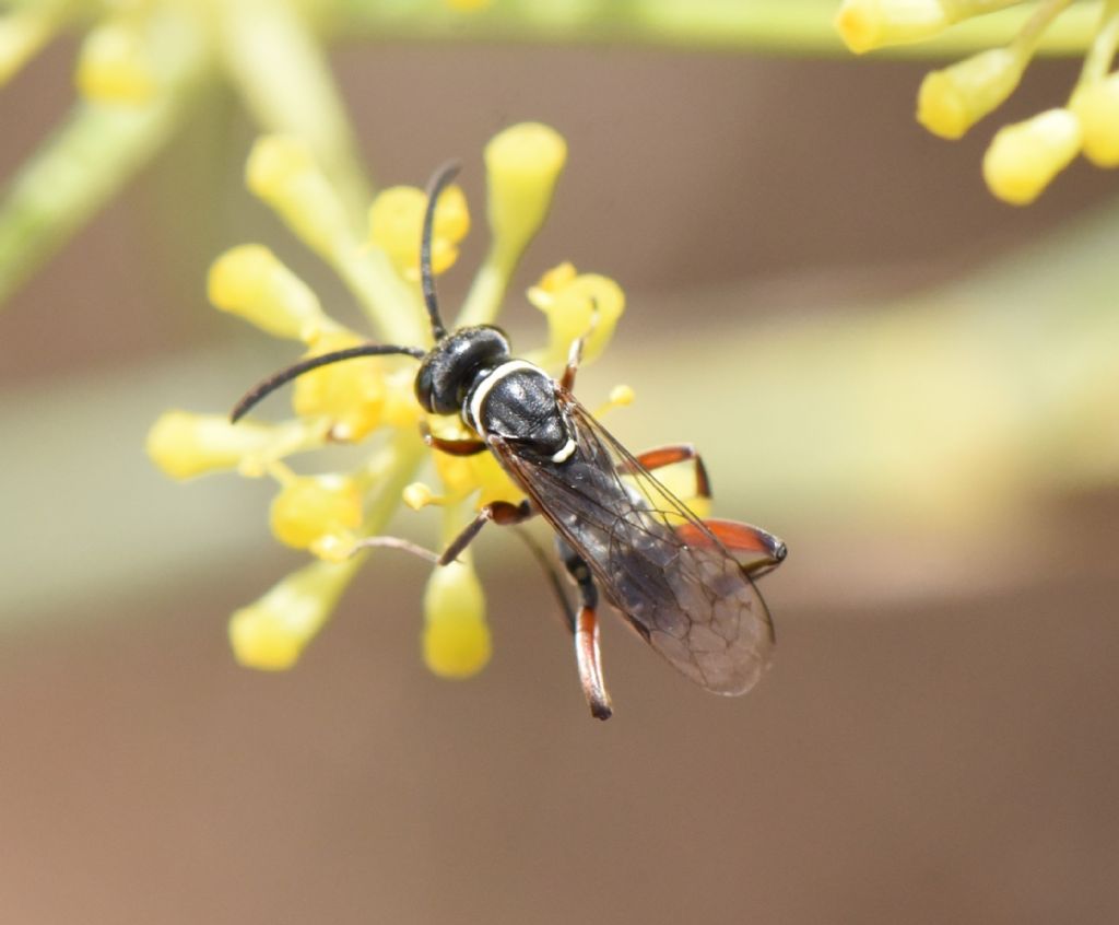 Pompilidae: Ceropales cf cribrata