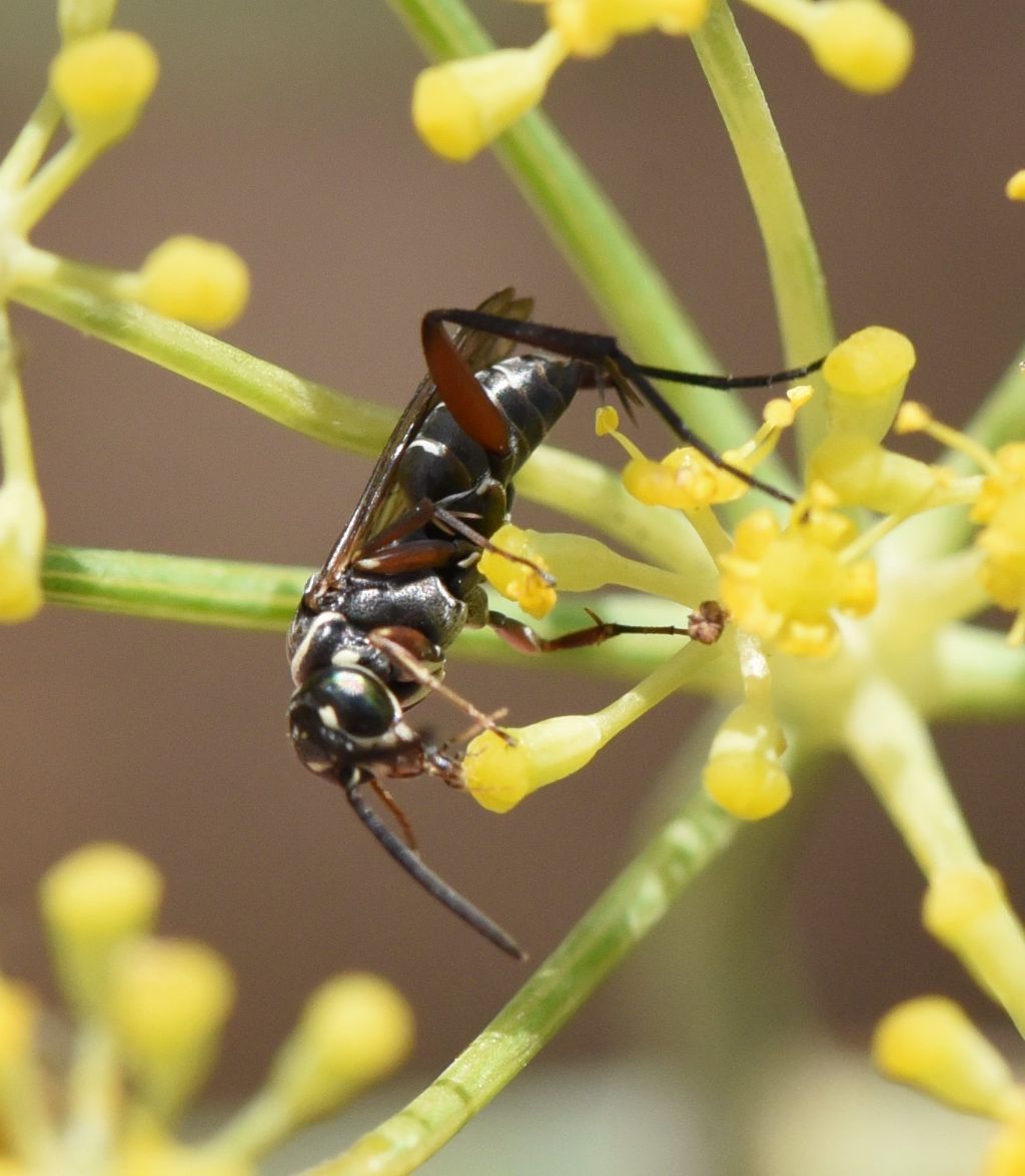 Pompilidae: Ceropales cf cribrata