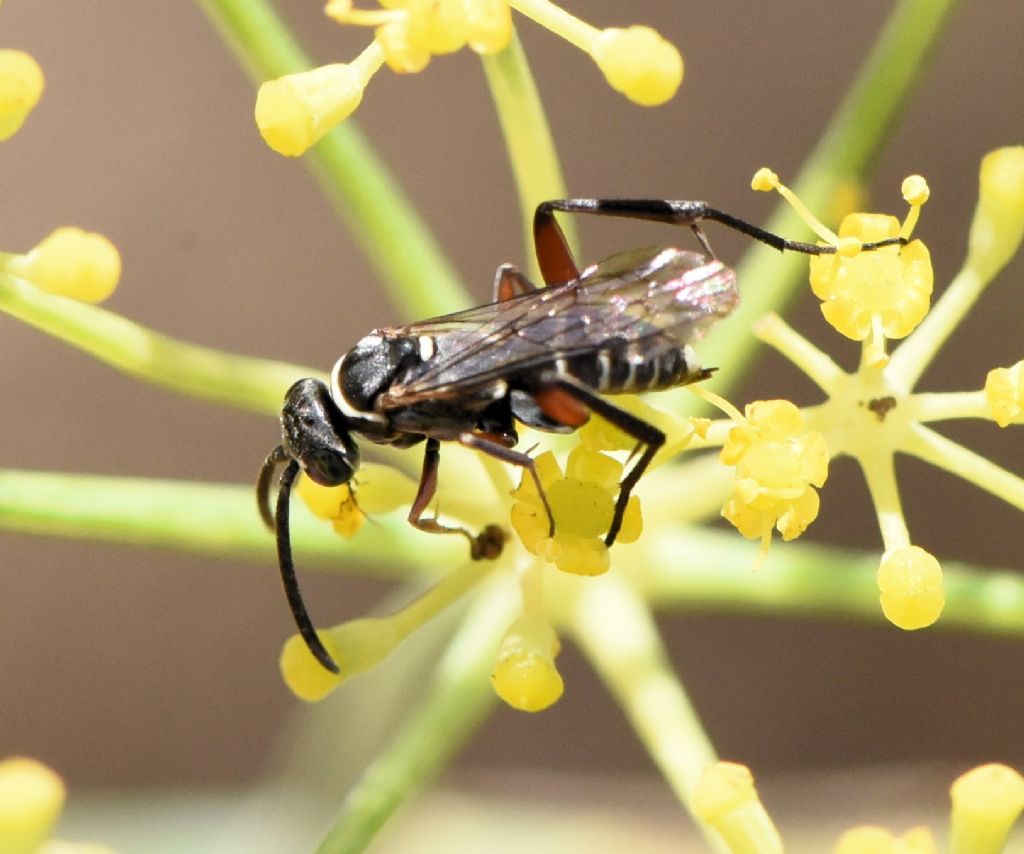 Pompilidae: Ceropales cf cribrata