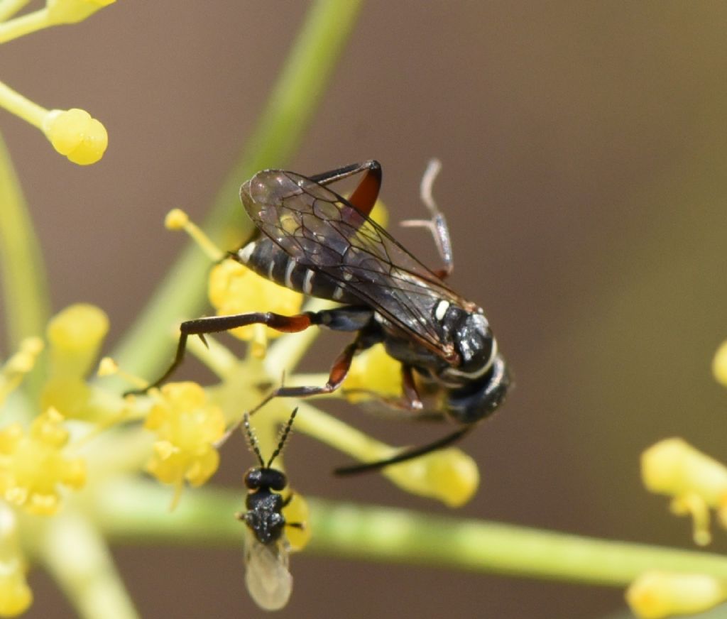 Pompilidae: Ceropales cf cribrata