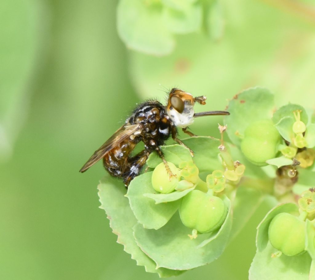 Conopidae: Myopa picta?