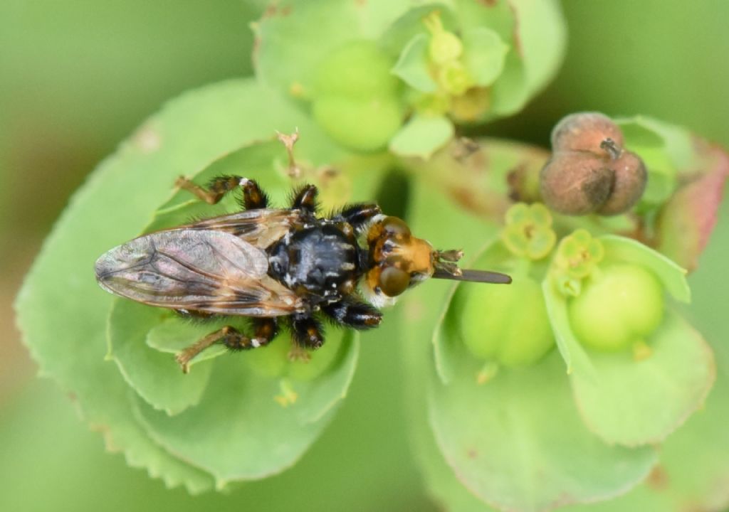 Conopidae: Myopa picta?