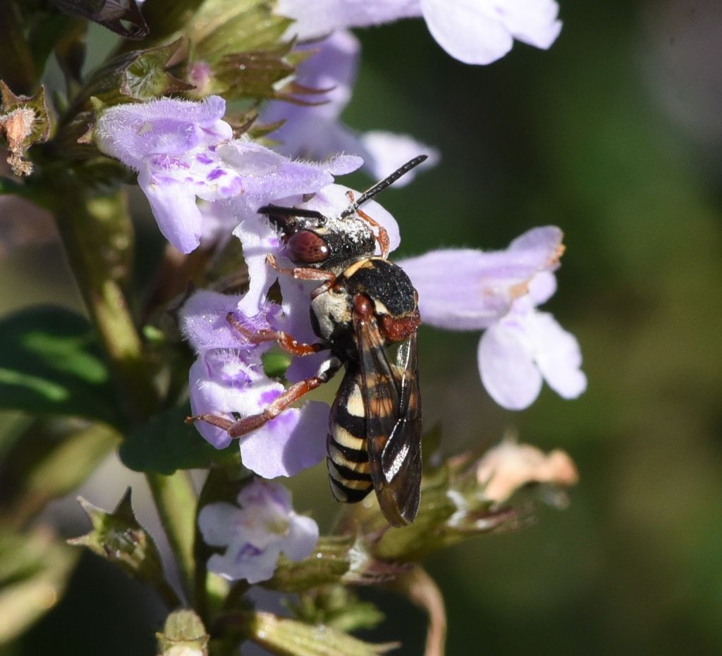 Apidae Nomadinae: Epeolus sp.