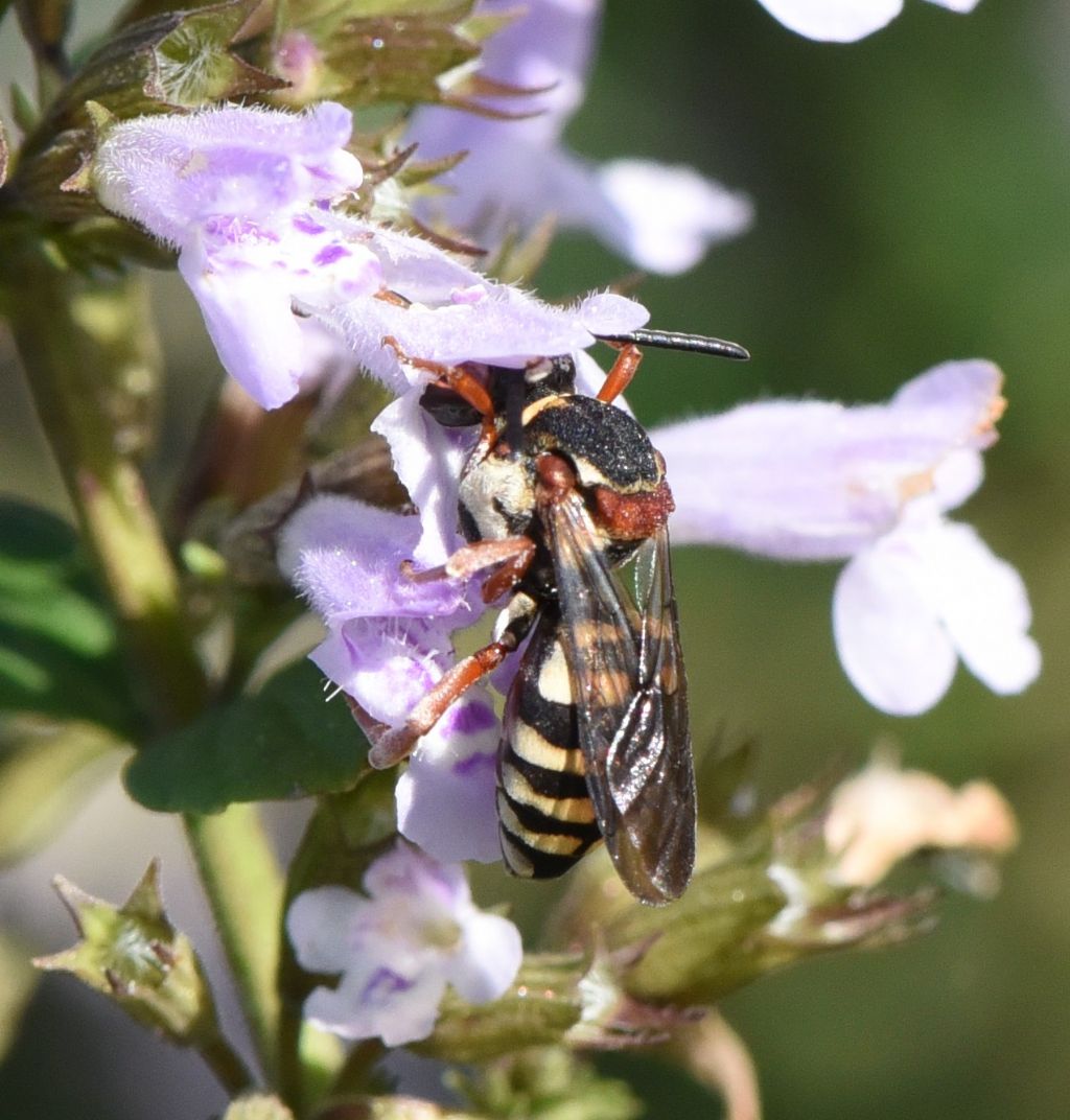 Apidae Nomadinae: Epeolus sp.