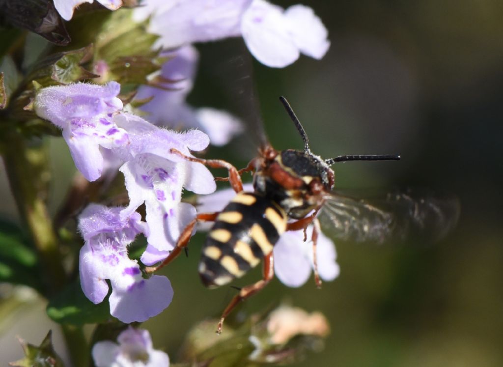 Apidae Nomadinae: Epeolus sp.