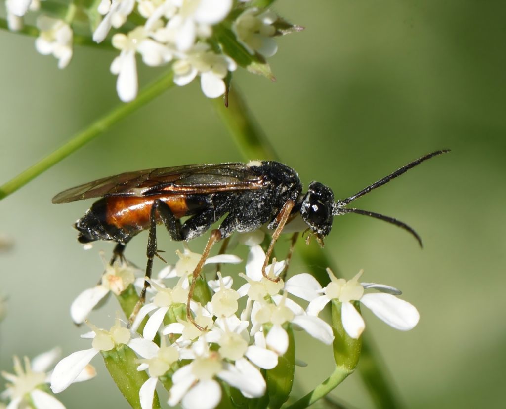 Tenthredopsis floricola?