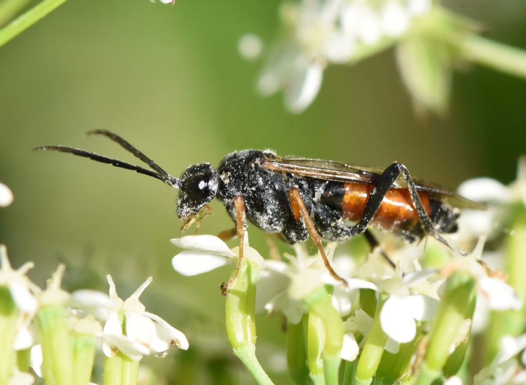 Tenthredopsis floricola?