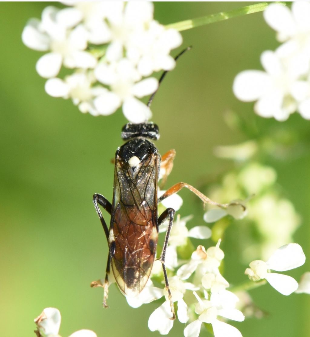 Tenthredopsis floricola?
