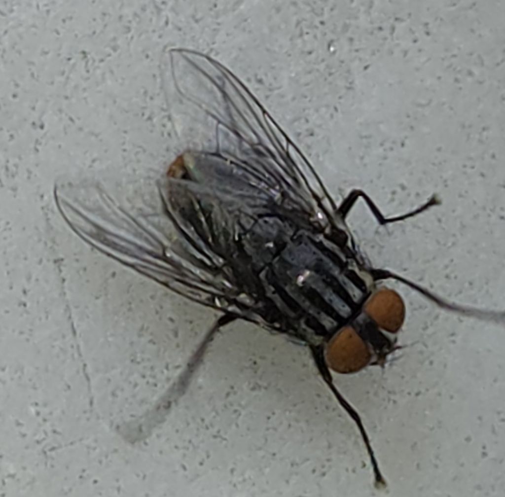 Synthesiomyia nudiseta?