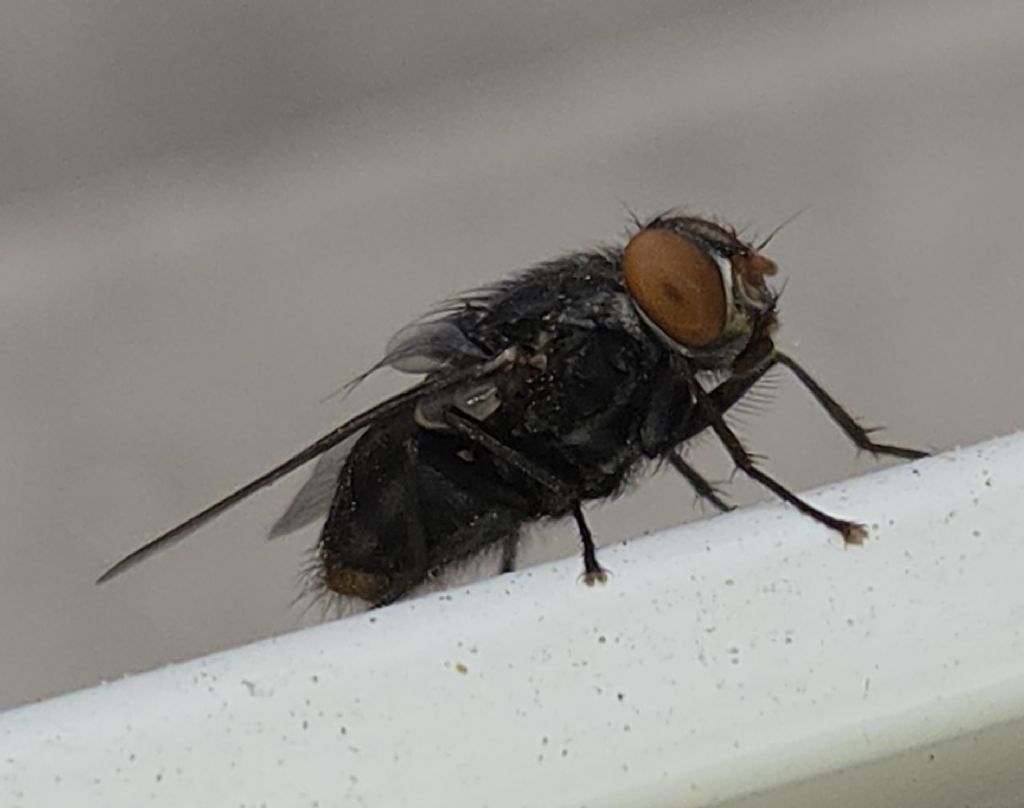 Synthesiomyia nudiseta?