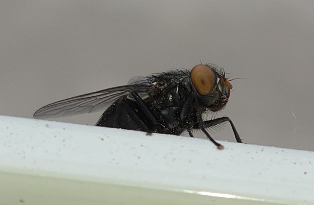 Synthesiomyia nudiseta?