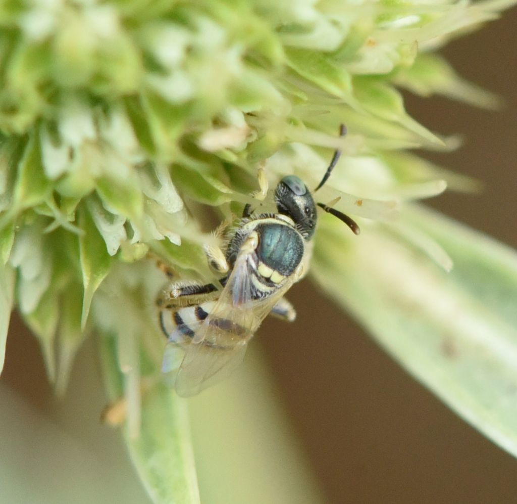 Nomioides? N. minutissimus or facilis?