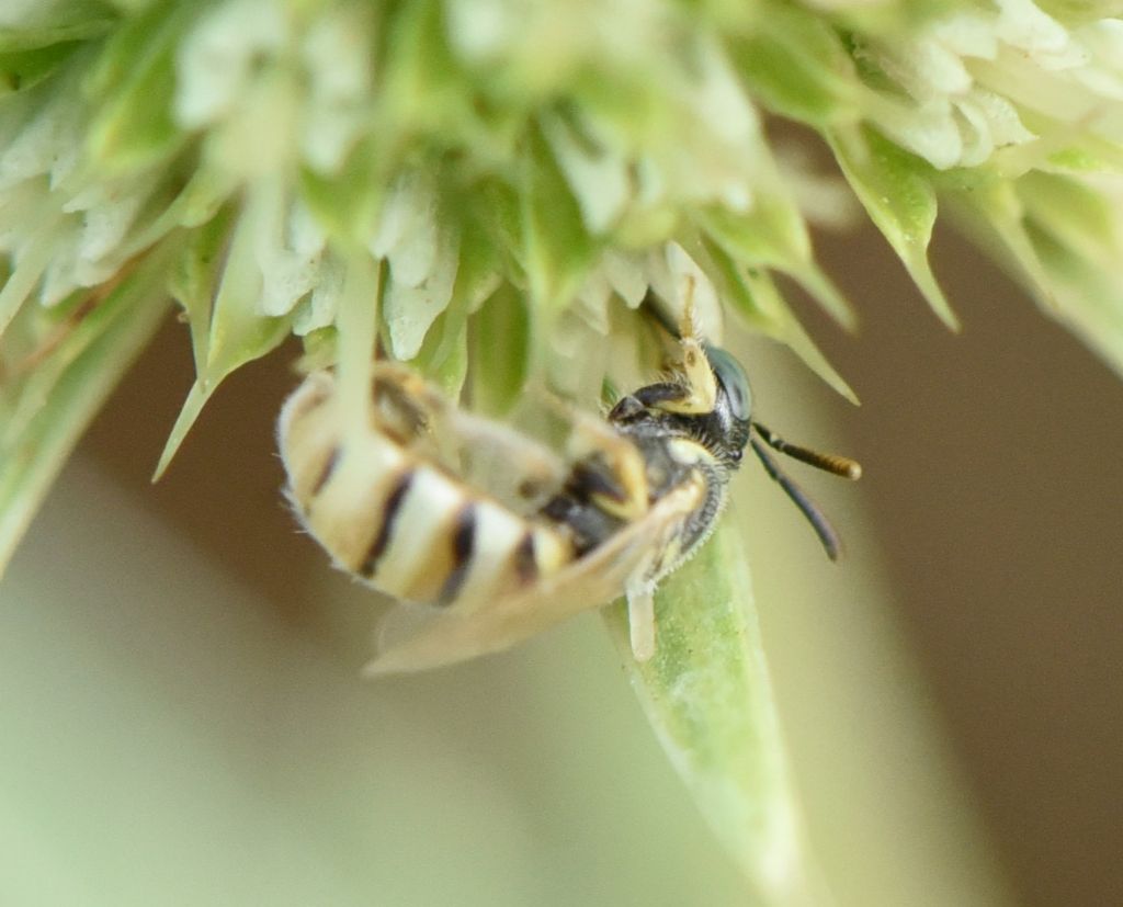 Nomioides? N. minutissimus or facilis?