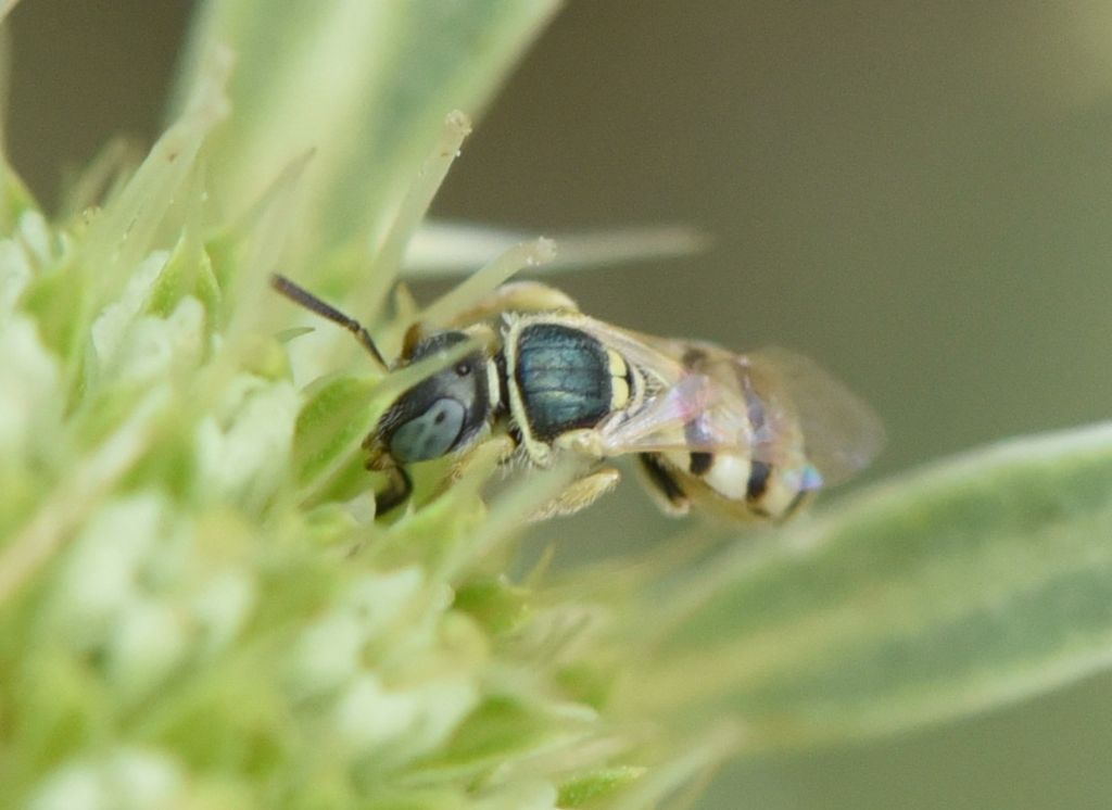Nomioides? N. minutissimus or facilis?