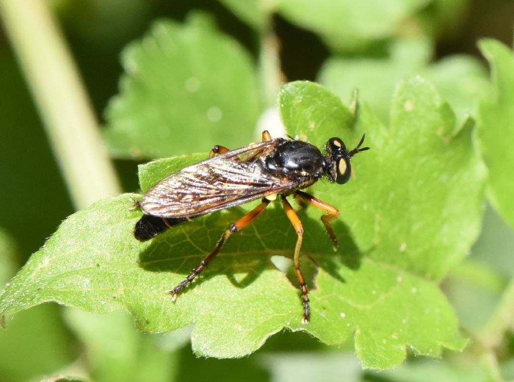 Richiesta ID Asilidae