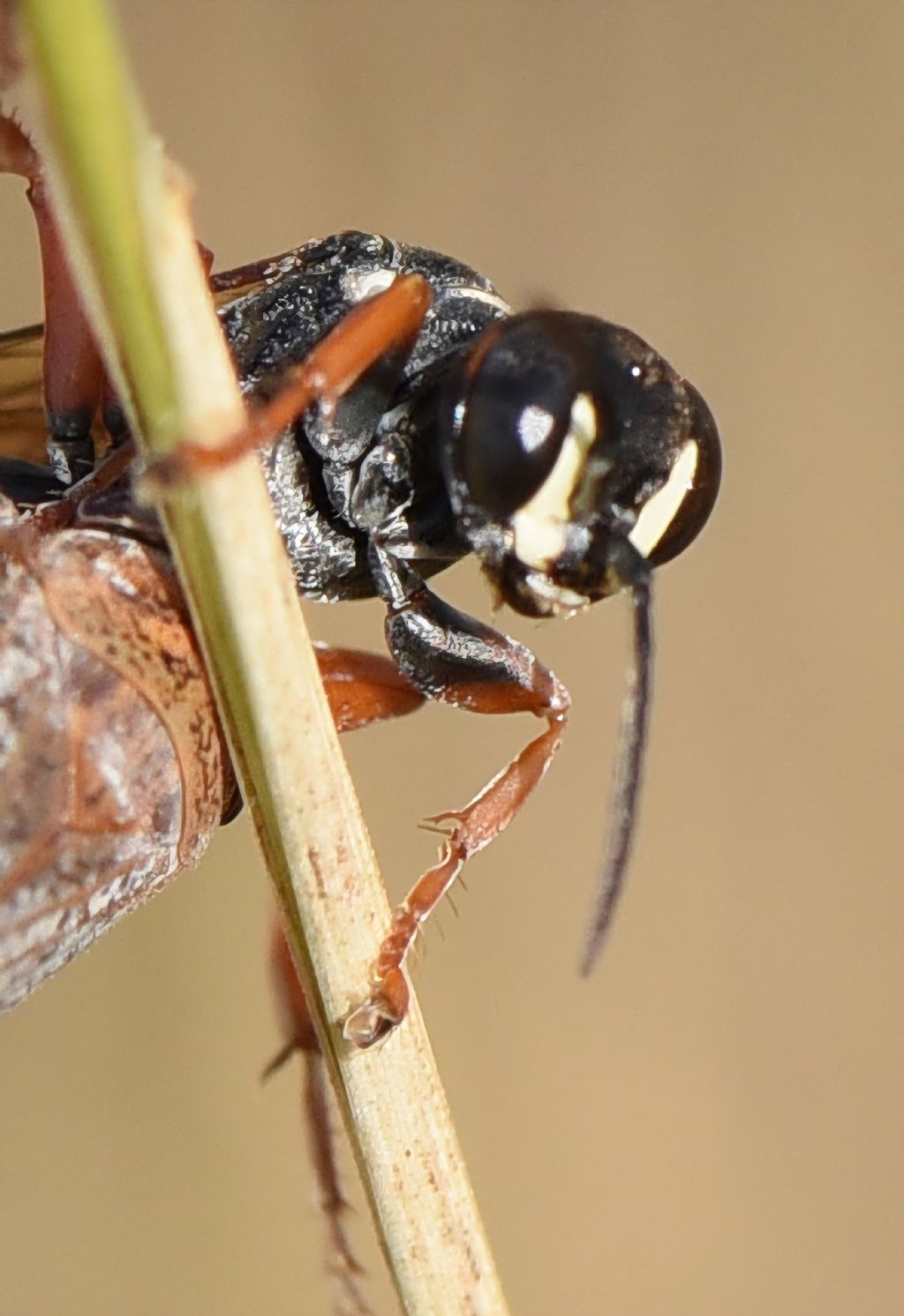 Bembicidae (ex Crabronidae partim): Harpactus tauricus? S�, femmina