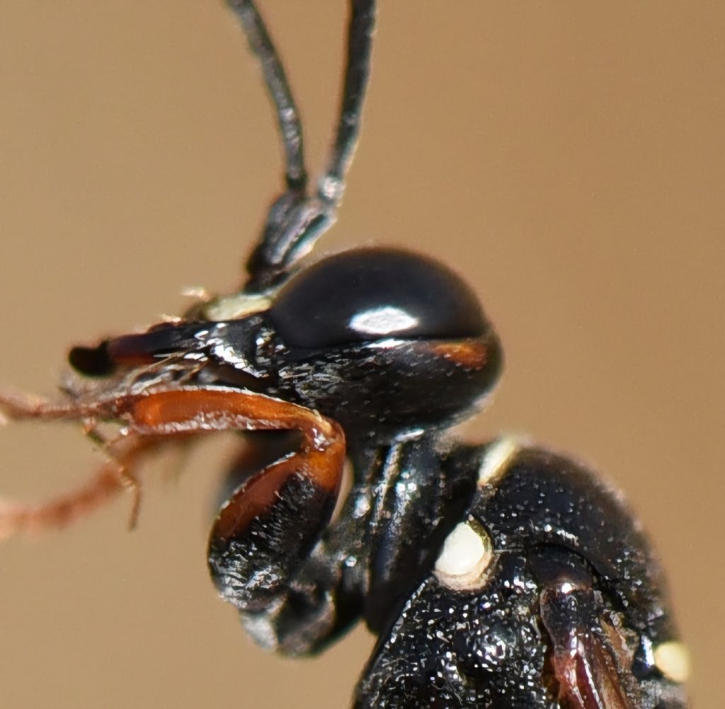 Bembicidae (ex Crabronidae partim): Harpactus tauricus? S�, femmina
