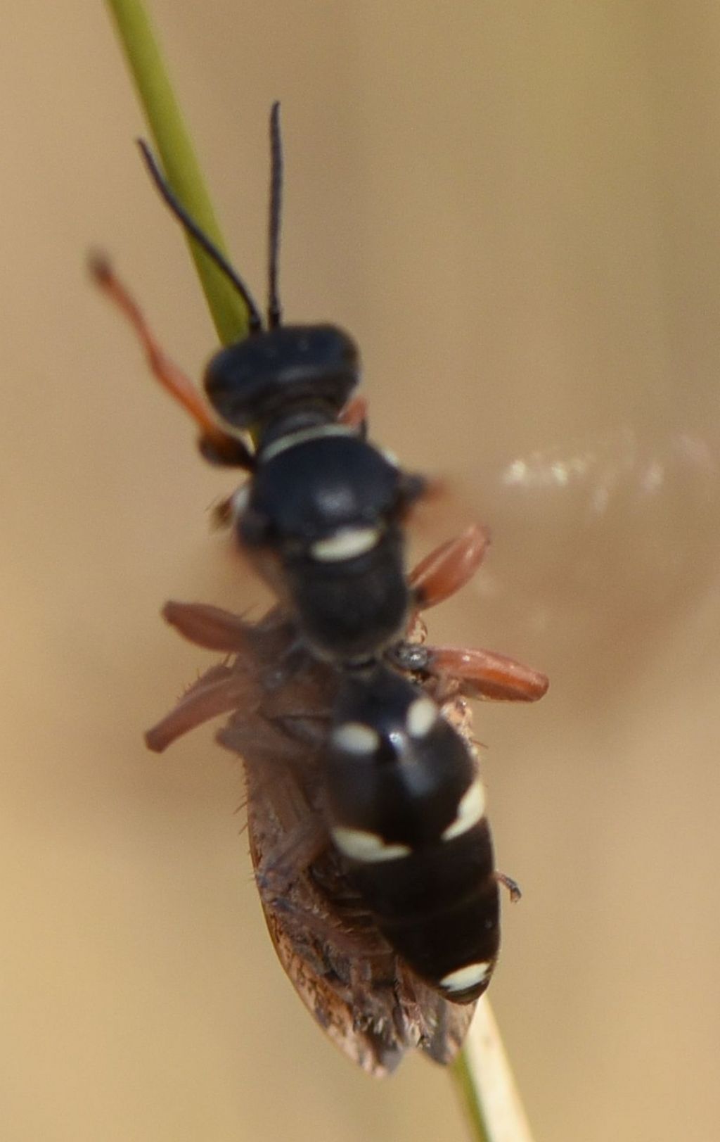 Bembicidae (ex Crabronidae partim): Harpactus tauricus? S�, femmina