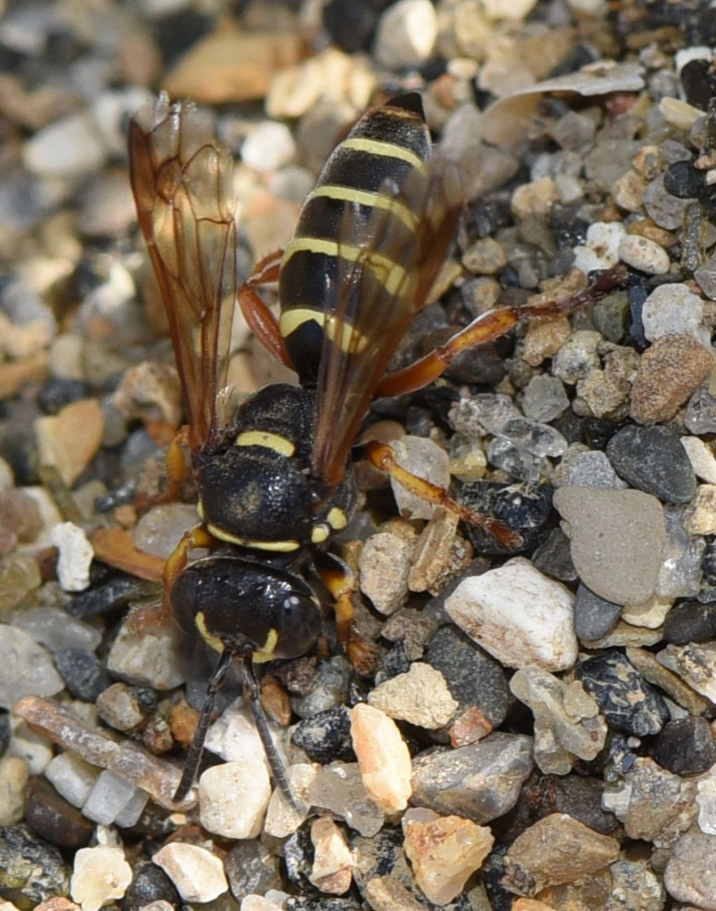 Hoplisoides punctuosus? Femmina
