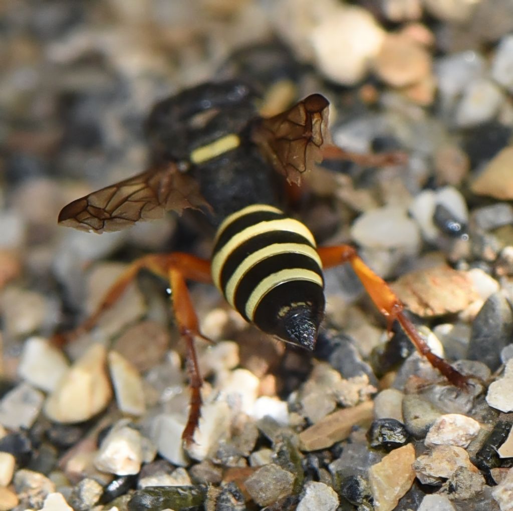 Hoplisoides punctuosus? Femmina