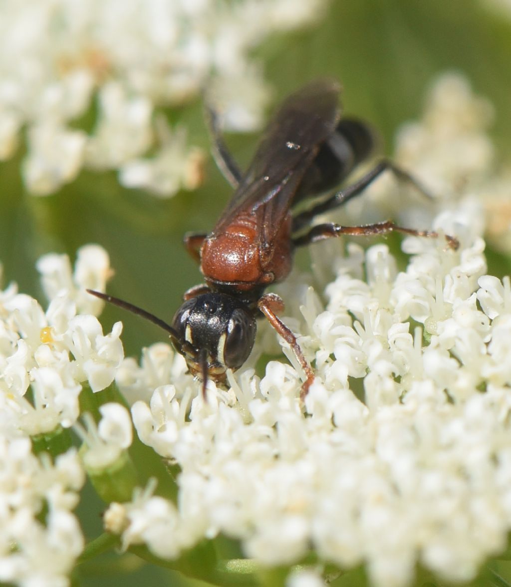 Bembicidae (ex Crabronidae partim): Harpactus laevis, femmina.