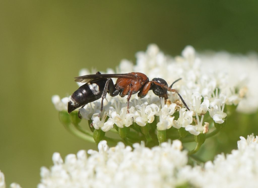 Bembicidae (ex Crabronidae partim): Harpactus laevis, femmina.