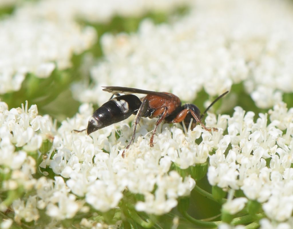 Bembicidae (ex Crabronidae partim): Harpactus laevis, femmina.