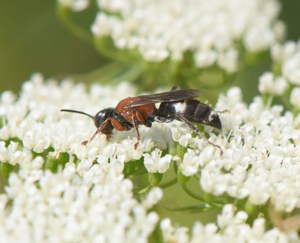 Bembicidae (ex Crabronidae partim): Harpactus laevis, femmina.