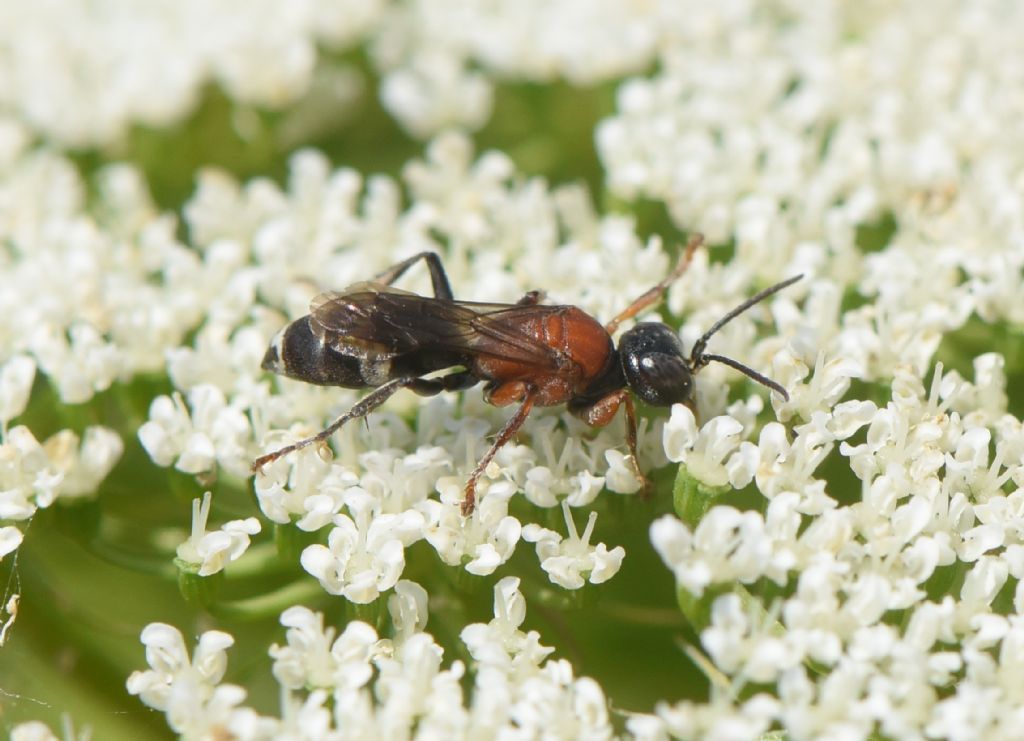 Bembicidae (ex Crabronidae partim): Harpactus laevis, femmina.