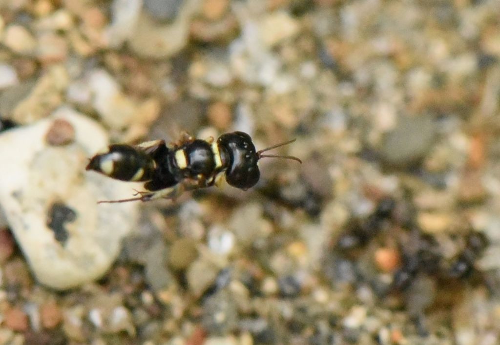 Crabronidae: Tracheliodes quinquenotatus