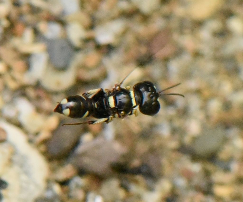 Crabronidae: Tracheliodes quinquenotatus