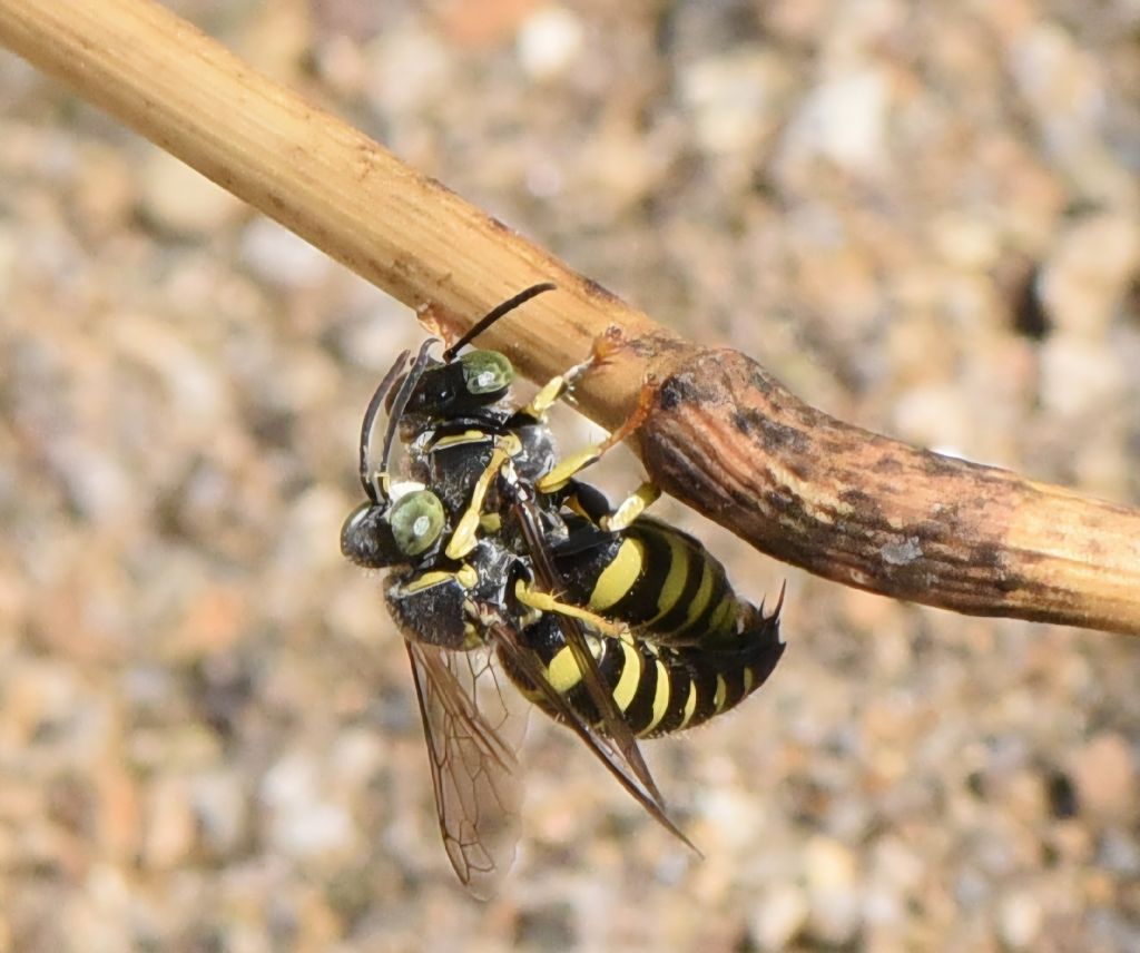 Bembecinus tridens? Accoppiamento