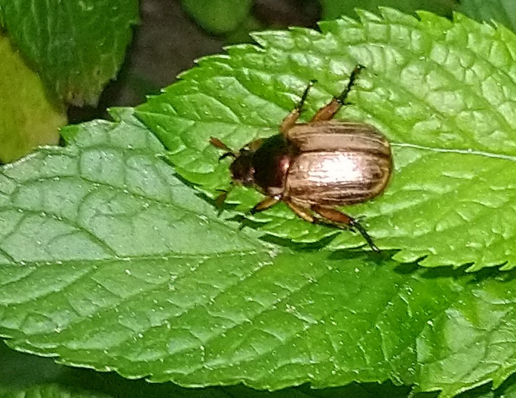 Rutelidae: maschio di Mimela junii