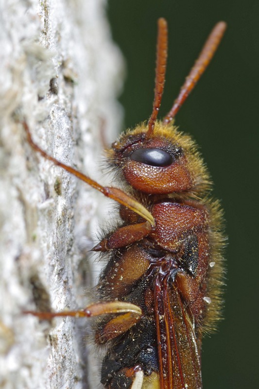 Siricidae: Tremex fuscicornis o columba? Tremex fuscicornis