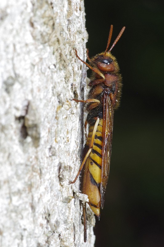 Siricidae: Tremex fuscicornis o columba? Tremex fuscicornis