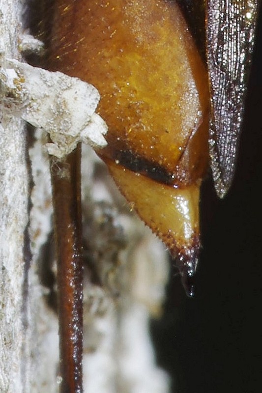 Siricidae: Tremex fuscicornis o columba? Tremex fuscicornis