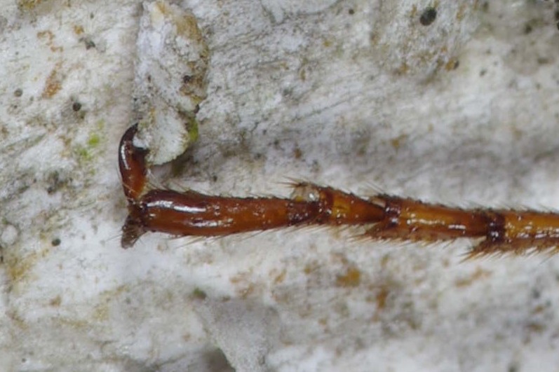 Siricidae: Tremex fuscicornis o columba? Tremex fuscicornis
