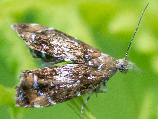 Prochoreutis sp. ... Prochoreutis myllerana