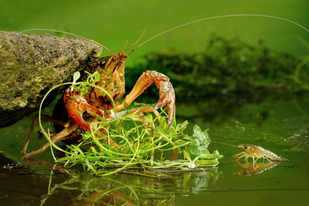 Crostaceo acqua dolce