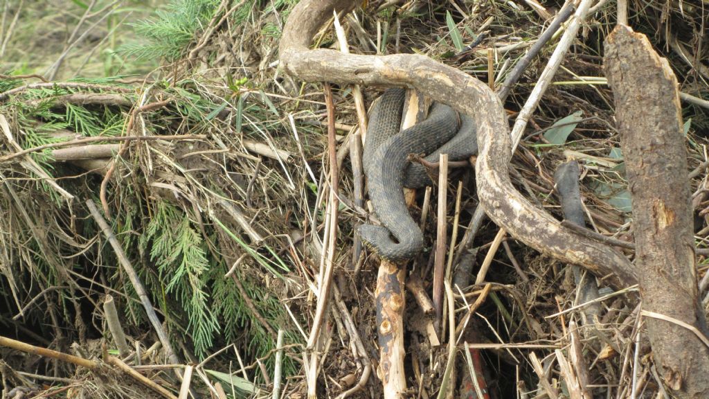 Riconoscimento serpente