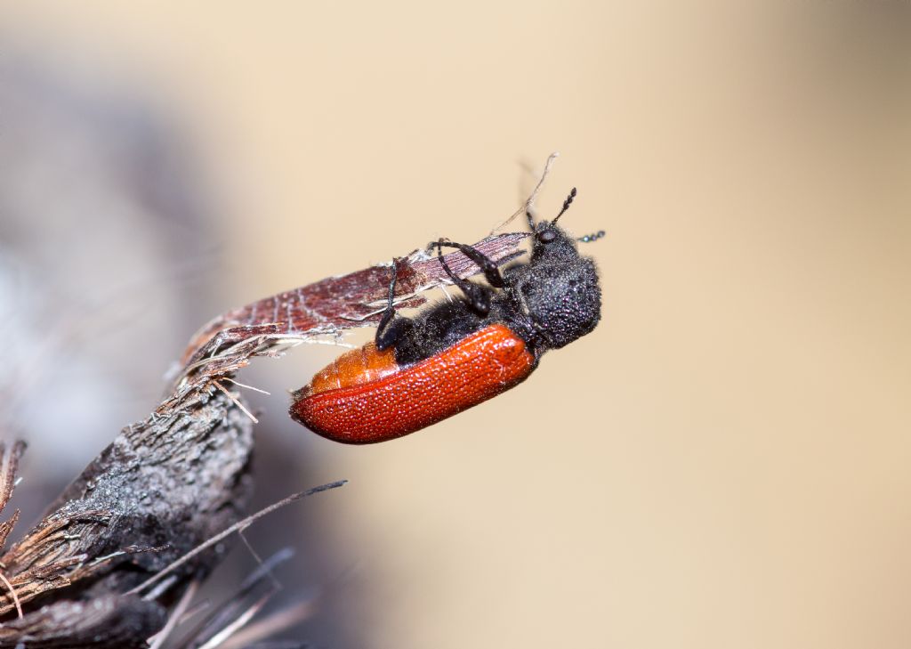 Bostrichus capucinus