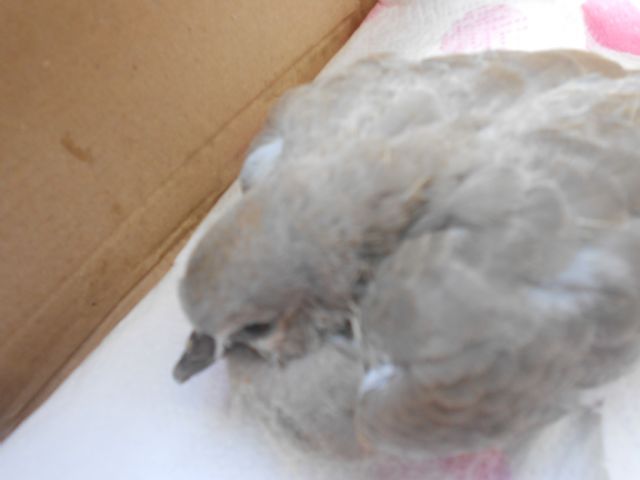 Aiuto per un piccolo di Tortora