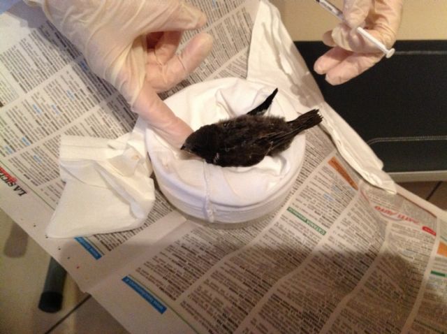 Piccolo di rondine che piange