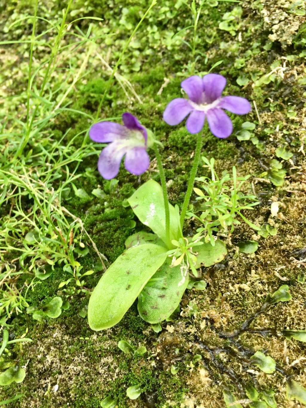 Pinguicula sp.