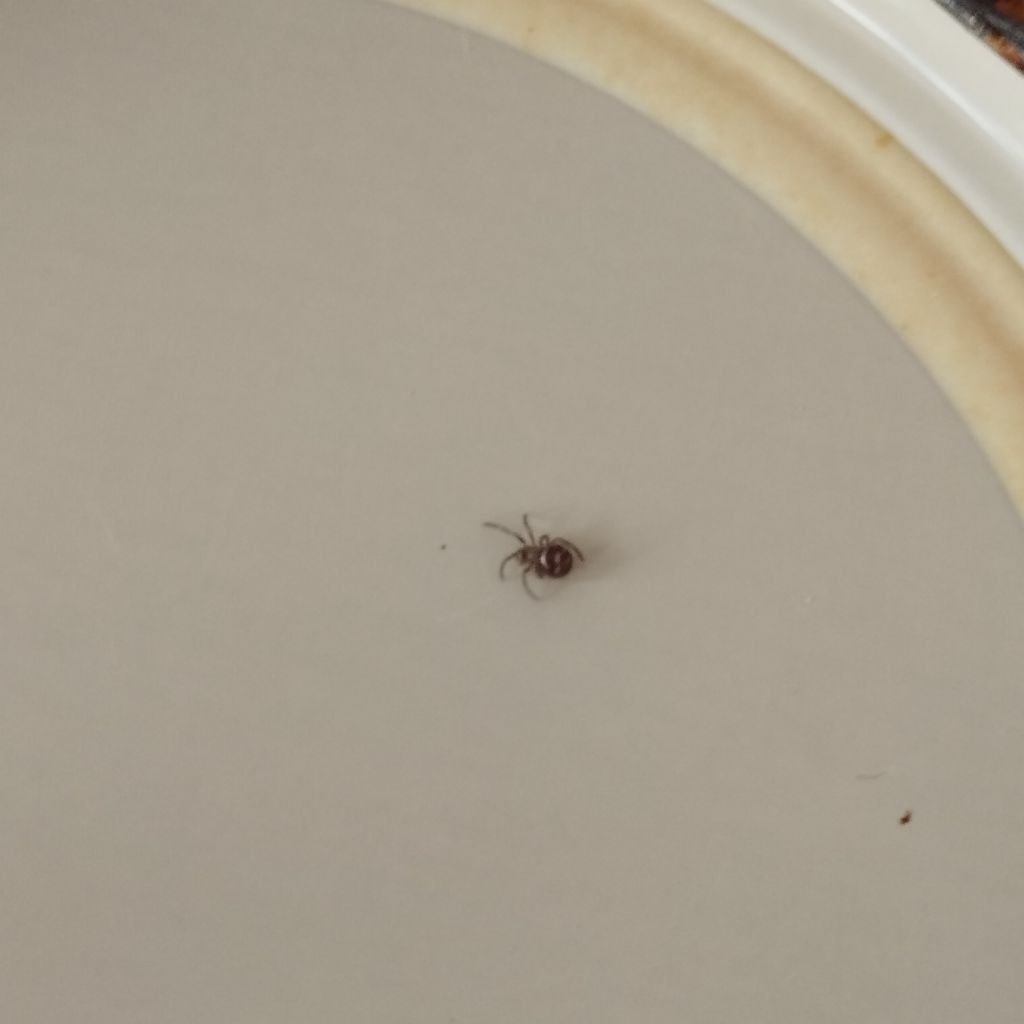 Steatoda grossa