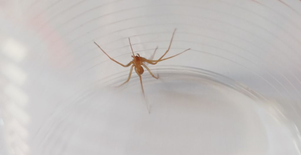 Richiesta aiuto identificazione ragno