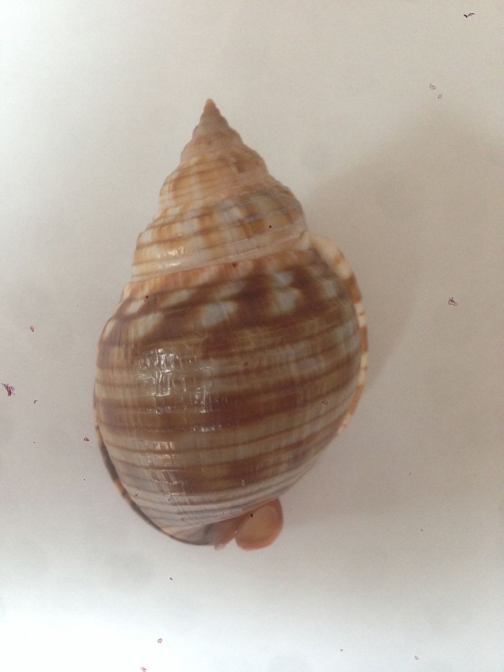 Phalium granulatum forma varicosa??