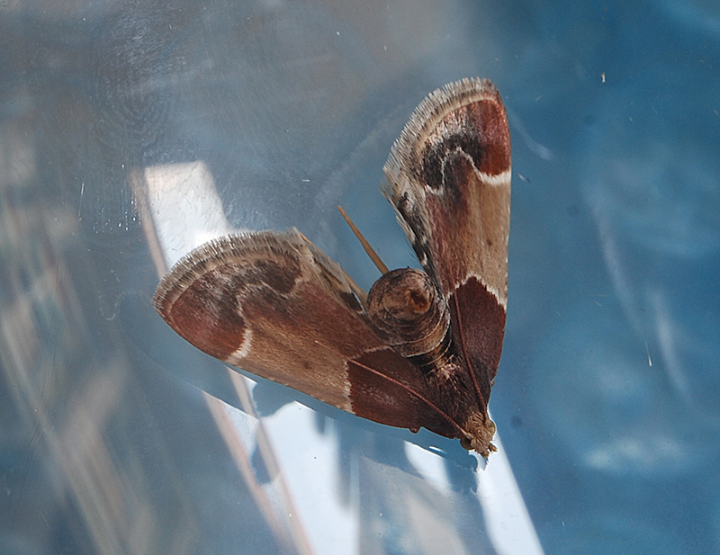 Falena casalinga da determinare: Pyralis farinalis - Pyralidae