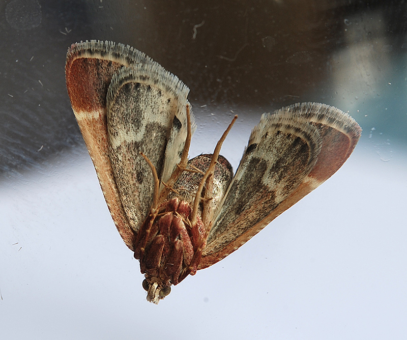 Falena casalinga da determinare: Pyralis farinalis - Pyralidae