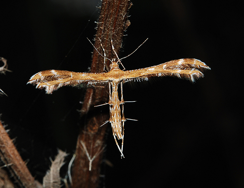 Crombrugghia laetus?